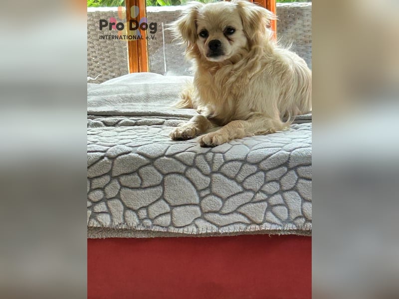 Nico - kleiner Hund ganz groß
