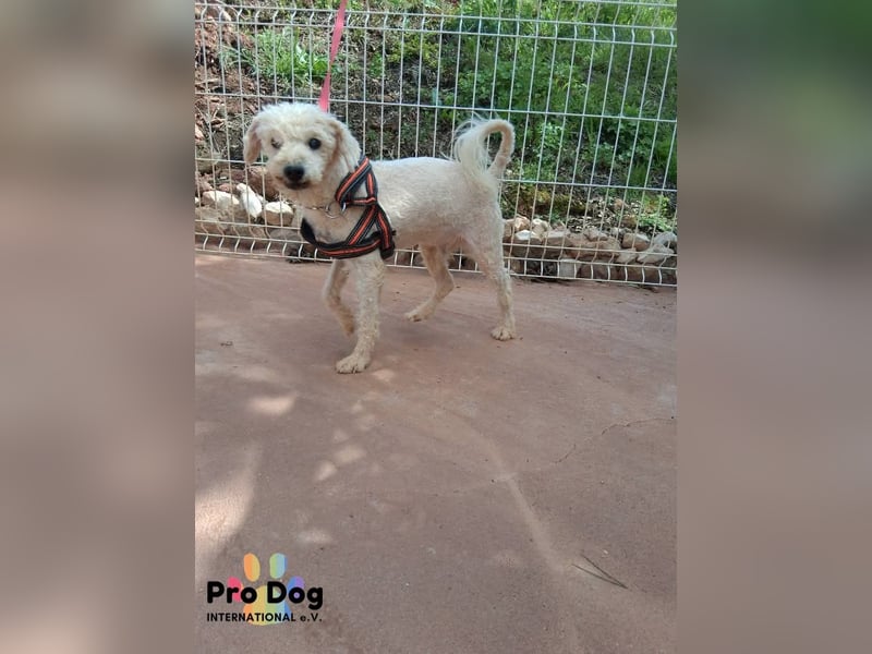 Fénix auf Pflegestelle in Langenbrand