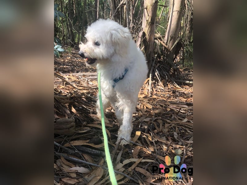 Fénix auf Pflegestelle in Langenbrand