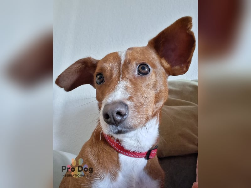 Pipo auf Pflegestelle