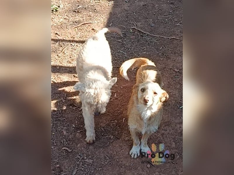 Finja - eine sanfte Seele sucht ihr Zuhause