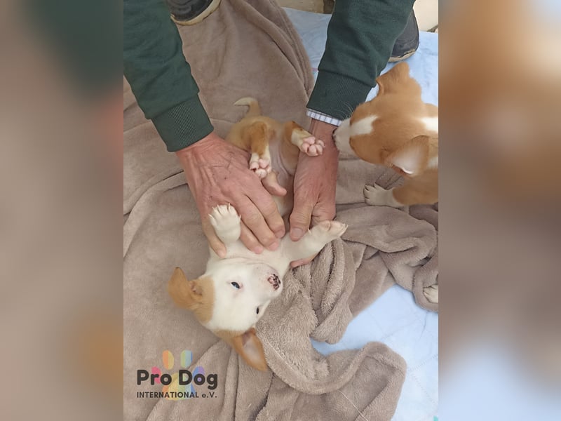 Hundebaby Rocky - Pflegestelle oder Zuhause gesucht