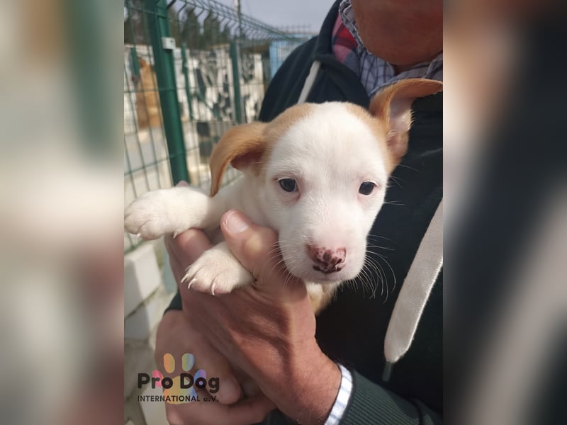 Hundebaby Rocky - Pflegestelle oder Zuhause gesucht