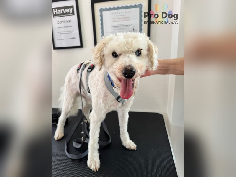 Fénix auf Pflegestelle in Langenbrand