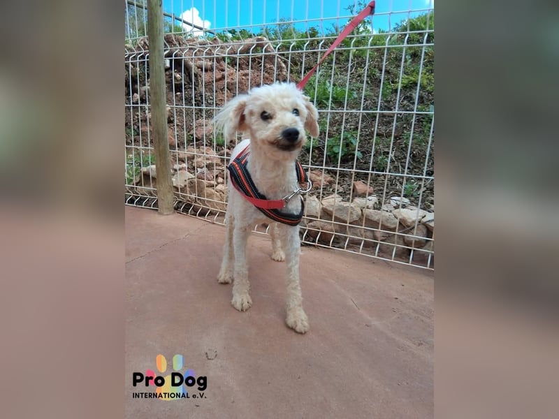 Fénix auf Pflegestelle in Langenbrand