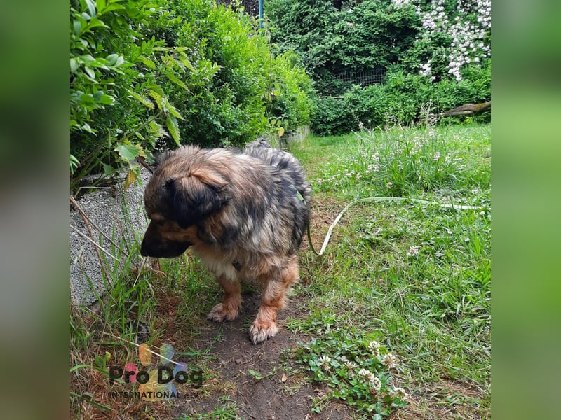 Finja auf Pflegestelle