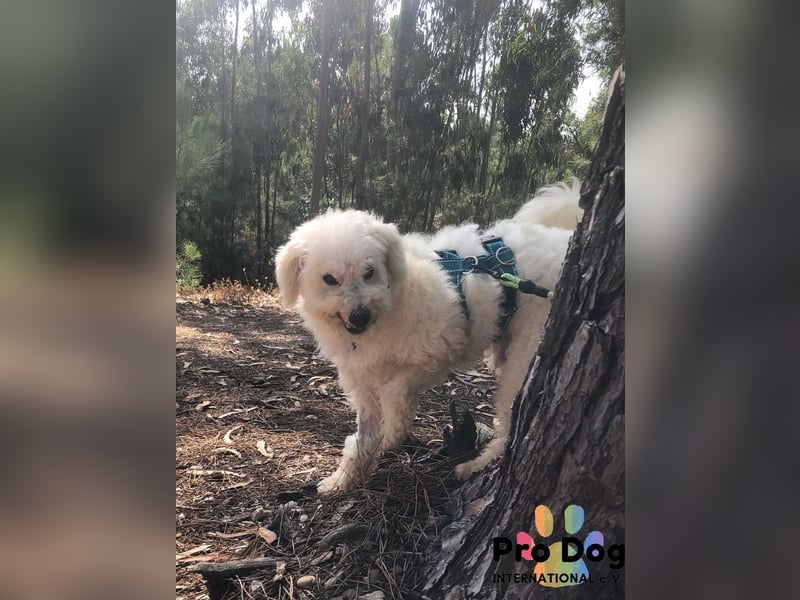 Fénix auf Pflegestelle in Langenbrand