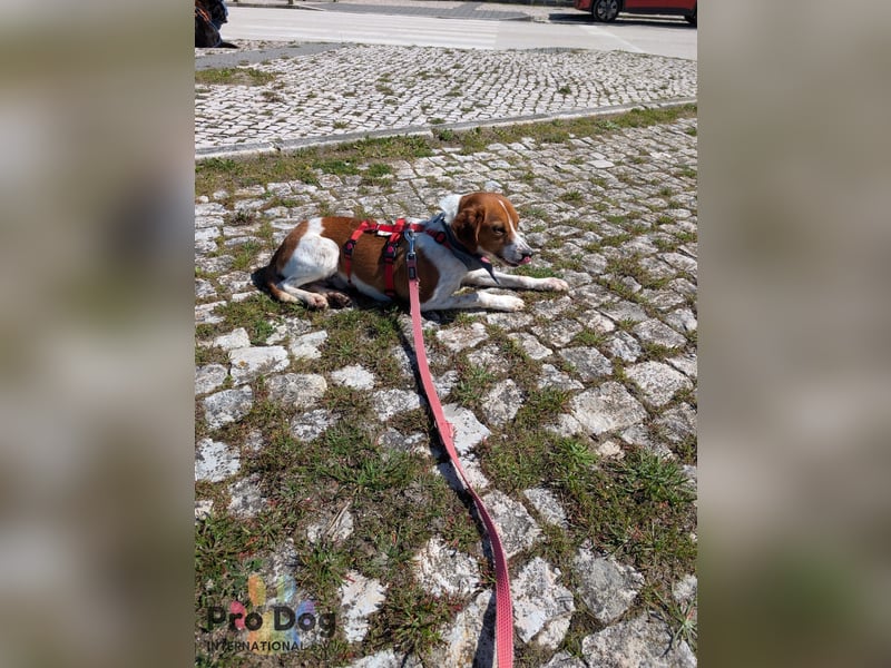 Riley sucht sein Zuhause