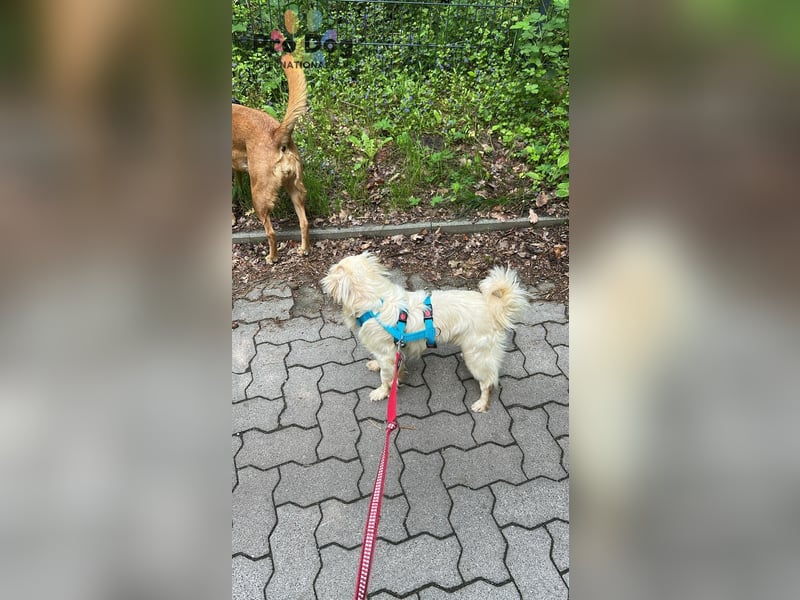 Nico - kleiner Hund ganz groß