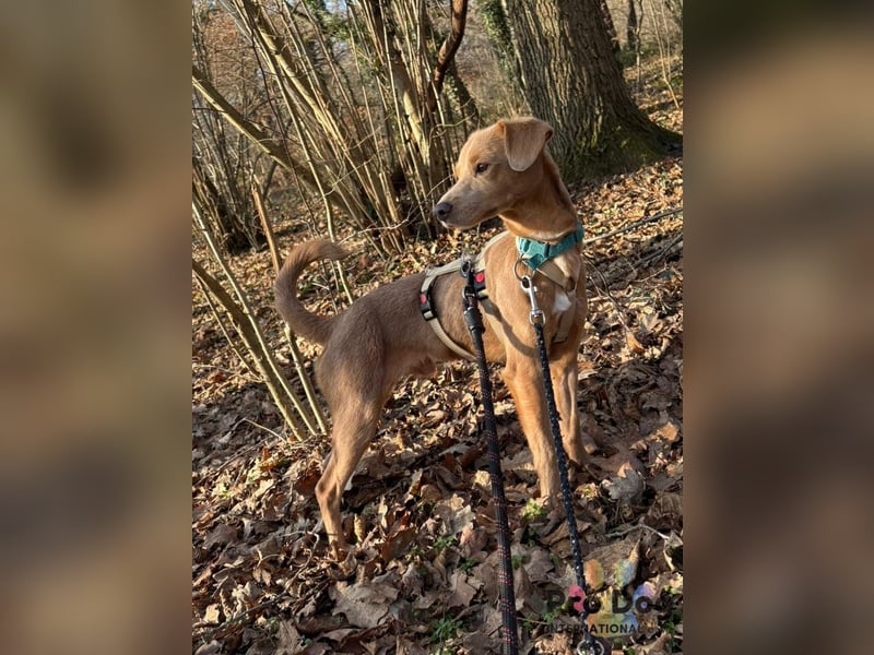 Oscar - ein kleiner Notfall auf der Suche