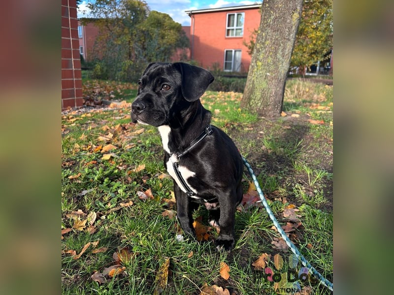 Sharik sucht dringend ein neues Zuhause