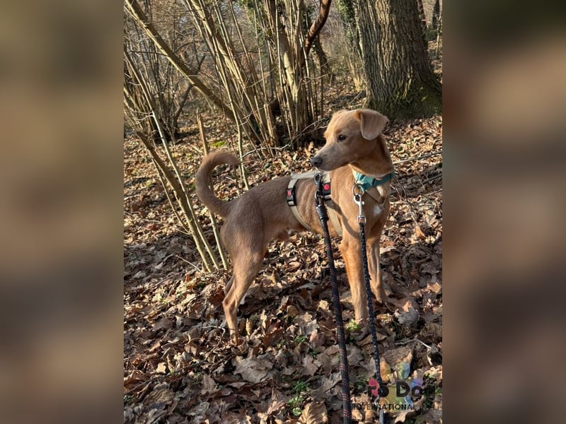 Oscar - ein kleiner Notfall auf der Suche