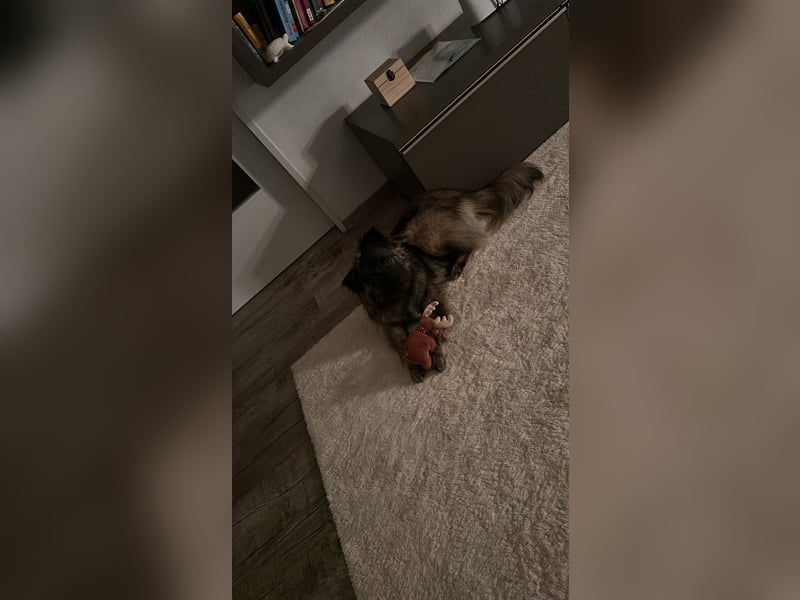 Eine verschmuste Tierrettungshündin