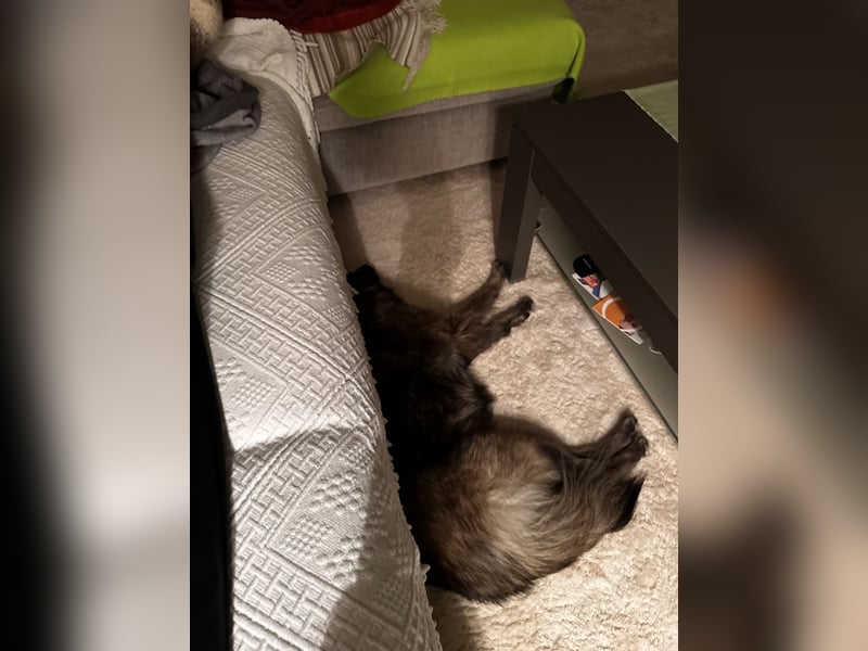 Eine verschmuste Tierrettungshündin