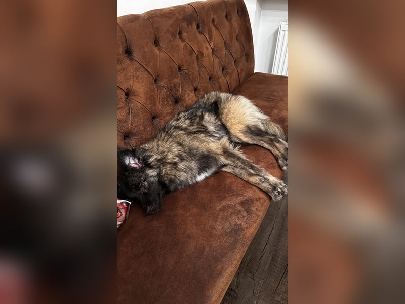 Eine verschmuste Tierrettungshündin