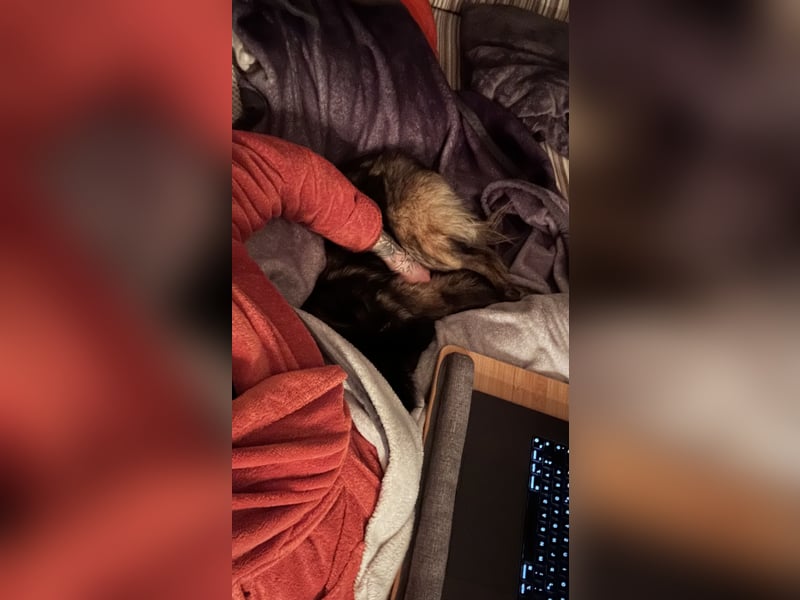 Eine verschmuste Tierrettungshündin