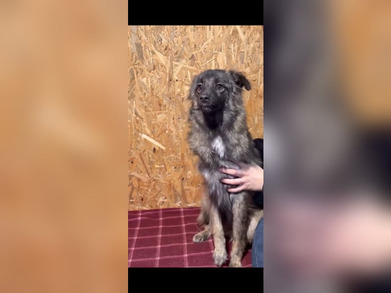 Eine verschmuste Tierrettungshündin