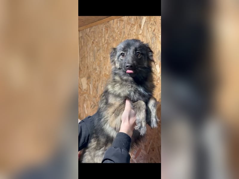 Eine verschmuste Tierrettungshündin