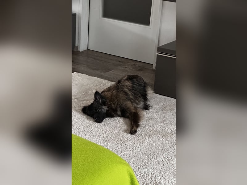 Eine verschmuste Tierrettungshündin