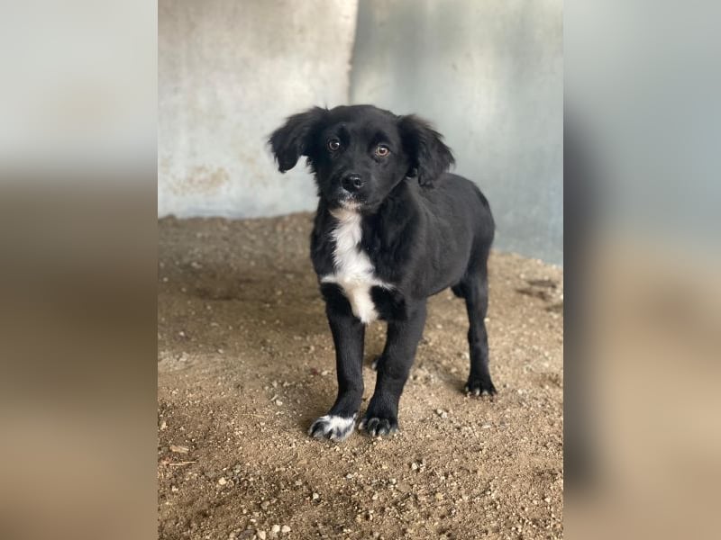 Pingu, geb. ca. 09/2025, lebt in GRIECHENLAND, auf einer privaten Pflegestelle