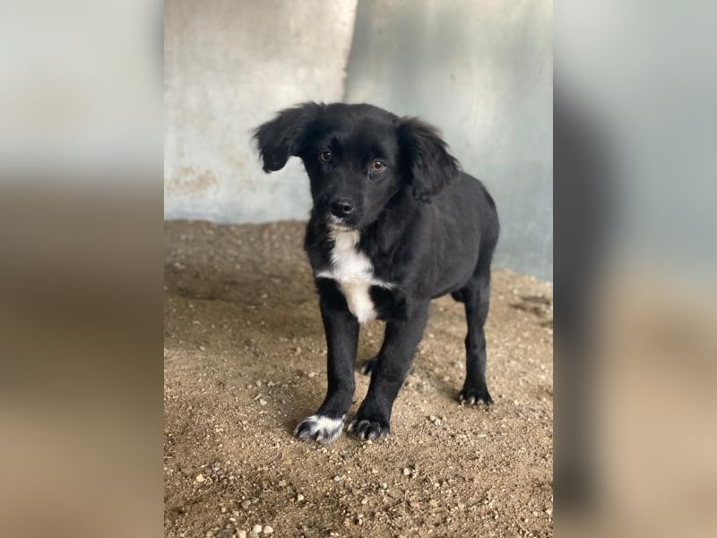 Pingu, geb. ca. 09/2025, lebt in GRIECHENLAND, auf einer privaten Pflegestelle