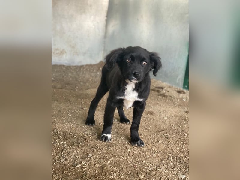 Pingu, geb. ca. 09/2025, lebt in GRIECHENLAND, auf einer privaten Pflegestelle