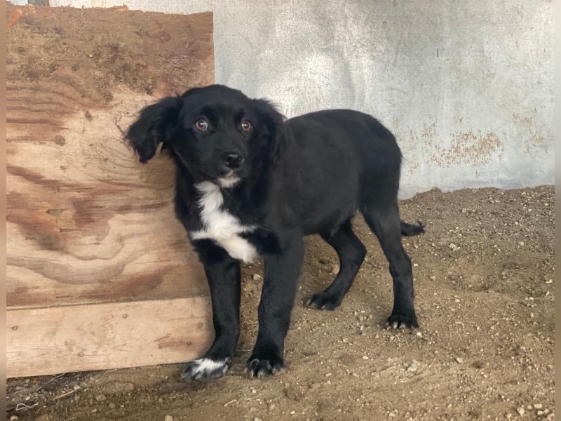 Pingu, geb. ca. 09/2025, lebt in GRIECHENLAND, auf einer privaten Pflegestelle