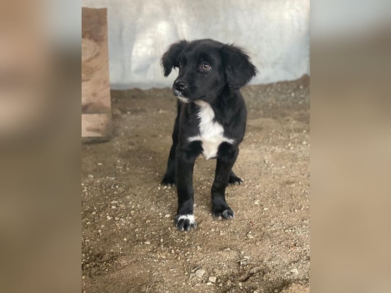 Pingu, geb. ca. 09/2025, lebt in GRIECHENLAND, auf einer privaten Pflegestelle