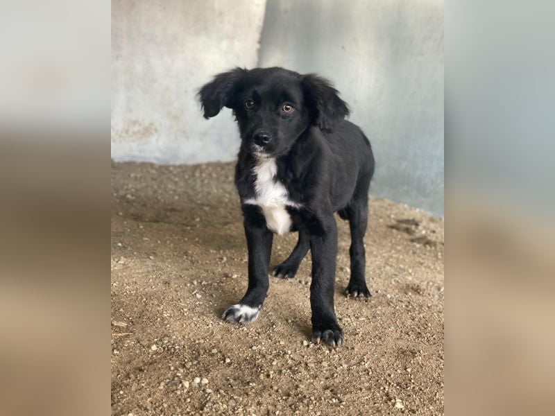 Pingu, geb. ca. 09/2025, lebt in GRIECHENLAND, auf einer privaten Pflegestelle