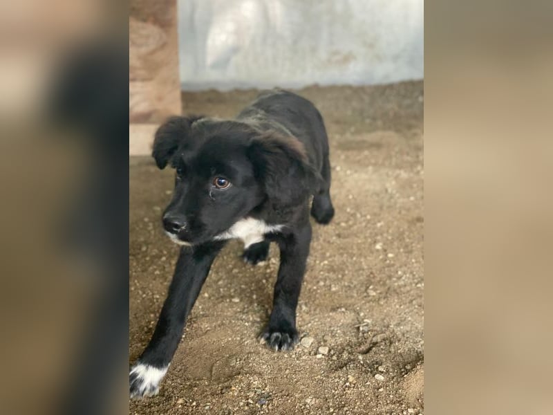 Pingu, geb. ca. 09/2025, lebt in GRIECHENLAND, auf einer privaten Pflegestelle