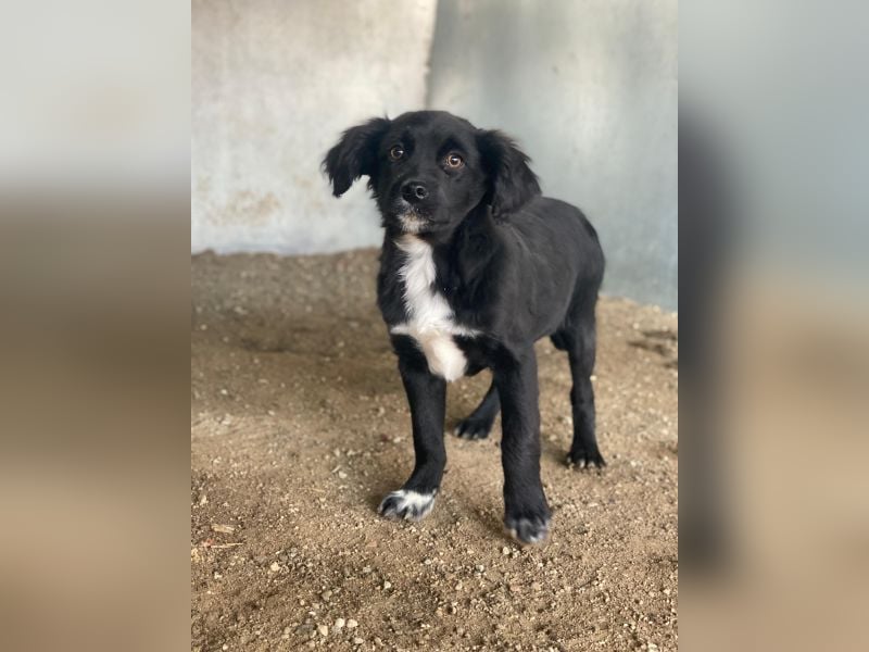 Pingu, geb. ca. 09/2025, lebt in GRIECHENLAND, auf einer privaten Pflegestelle