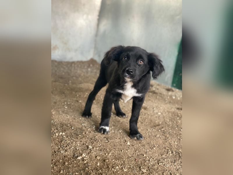 Pingu, geb. ca. 09/2025, lebt in GRIECHENLAND, auf einer privaten Pflegestelle