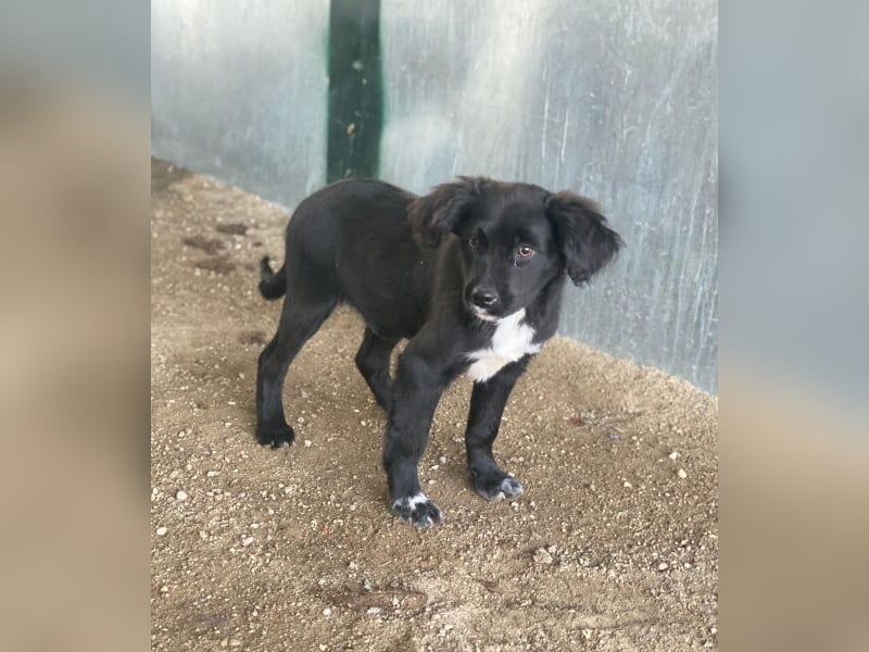 Pingu, geb. ca. 09/2025, lebt in GRIECHENLAND, auf einer privaten Pflegestelle