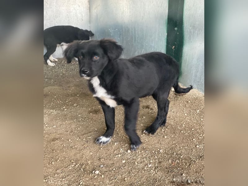 Pingu, geb. ca. 09/2025, lebt in GRIECHENLAND, auf einer privaten Pflegestelle