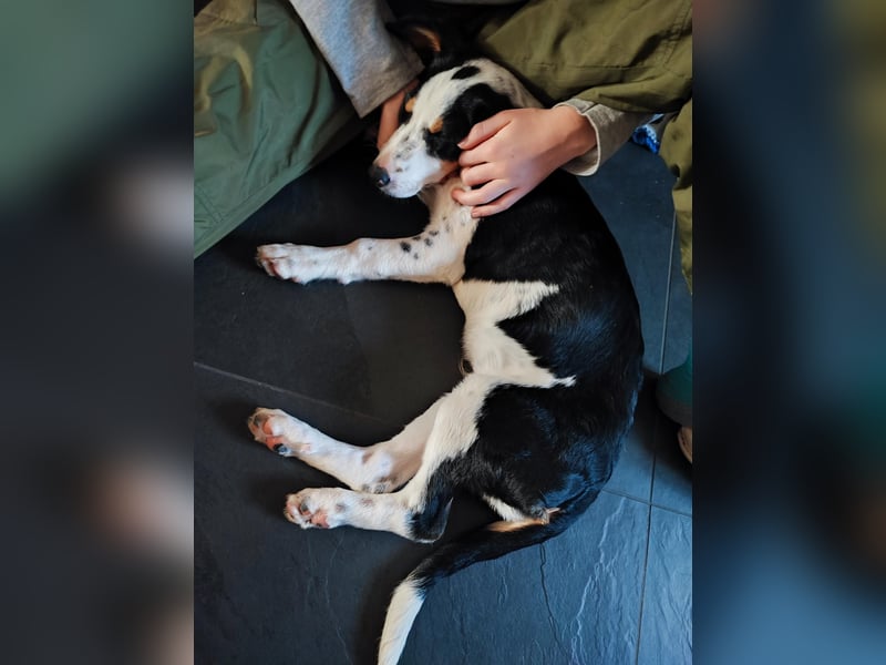 Pako - Kleiner Wirbelwind auf Pflegestelle in 86943 Thaining