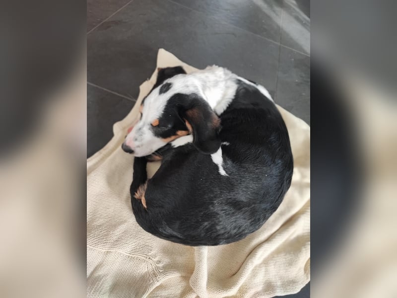 Pako - Kleiner Wirbelwind auf Pflegestelle in 86943 Thaining