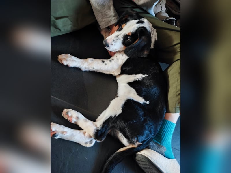 Pako - Kleiner Wirbelwind auf Pflegestelle in 86943 Thaining