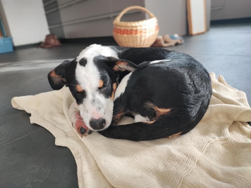 Pako - Kleiner Wirbelwind auf Pflegestelle in 86943 Thaining