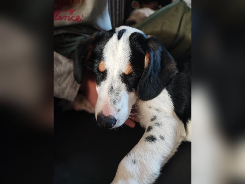 Pako - Kleiner Wirbelwind auf Pflegestelle in 86943 Thaining