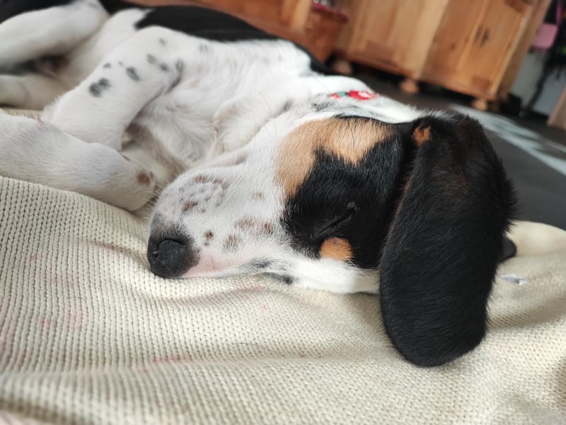 Pako - Kleiner Wirbelwind auf Pflegestelle in 86943 Thaining