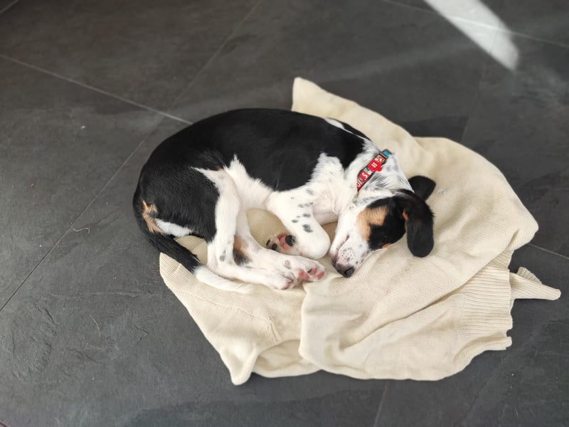 Pako - Kleiner Wirbelwind auf Pflegestelle in 86943 Thaining