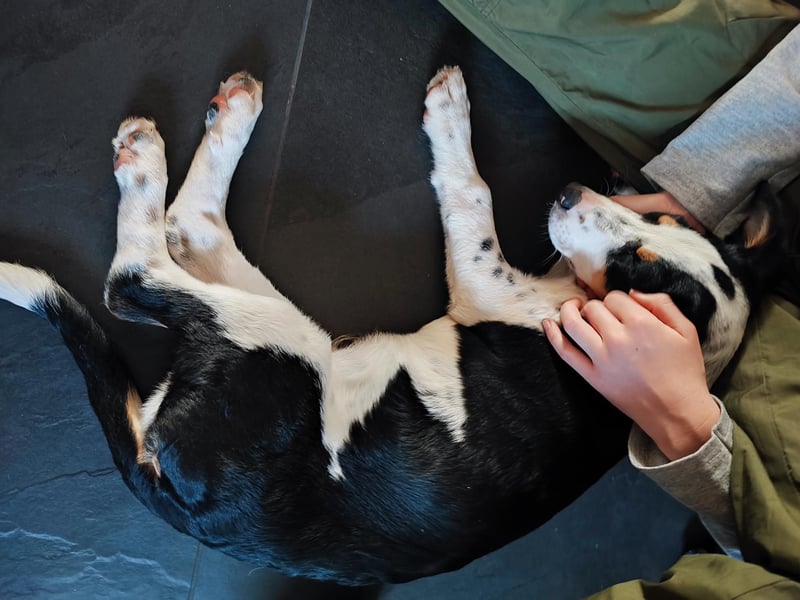 Pako - Kleiner Wirbelwind auf Pflegestelle in 86943 Thaining