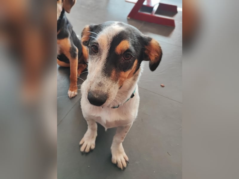 Ada - der perfekte Familienhund!