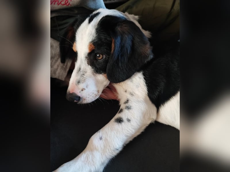 Pako - Kleiner Wirbelwind auf Pflegestelle in 86943 Thaining