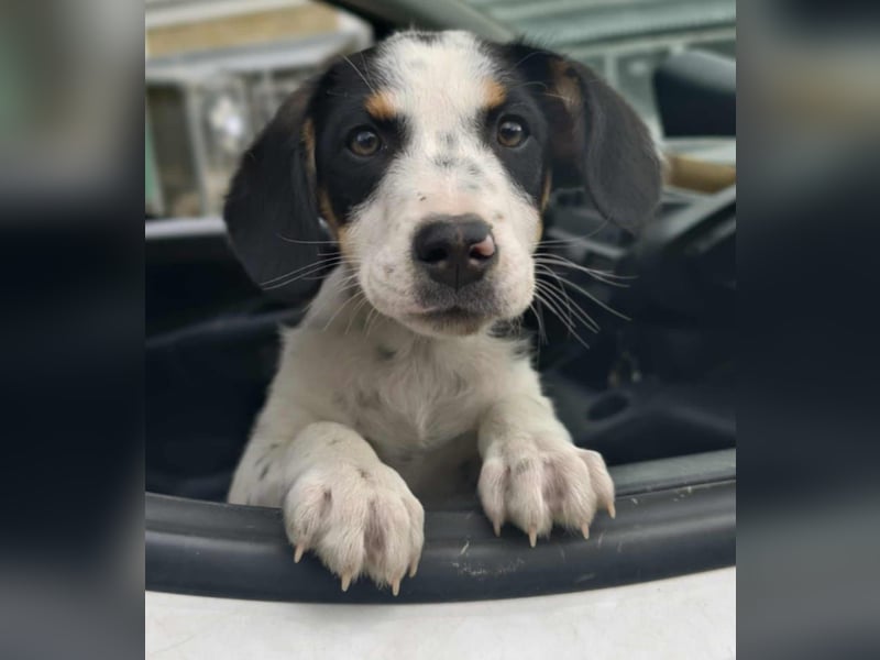 Pako - Kleiner Wirbelwind auf Pflegestelle in 86943 Thaining