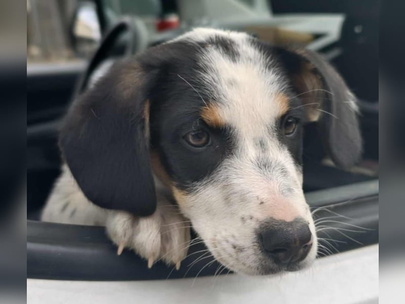 Pako - Kleiner Wirbelwind auf Pflegestelle in 86943 Thaining
