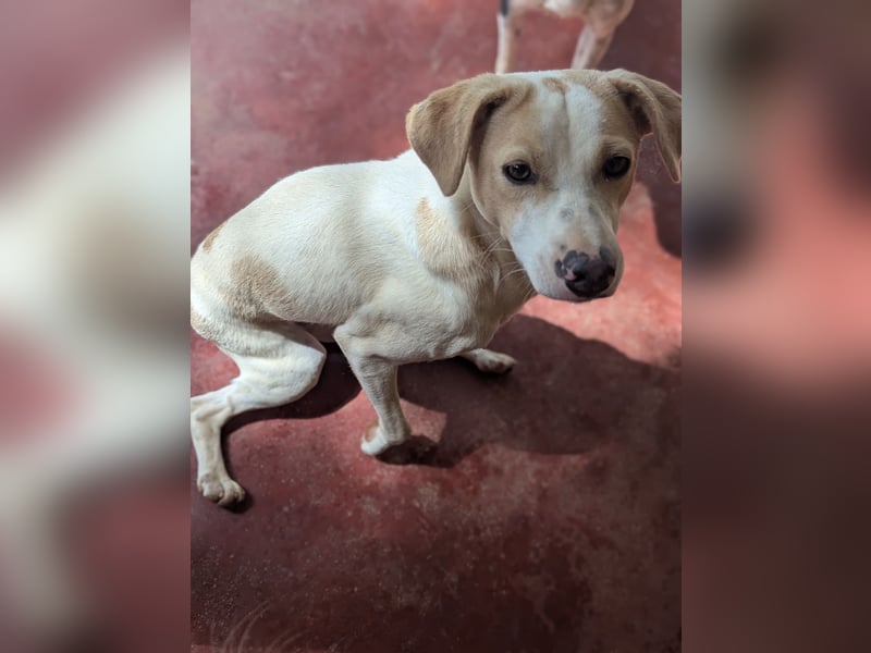 Whitey - der unverwüstliche Dussel! 