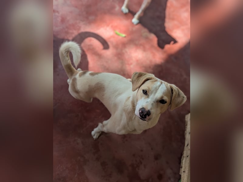 Whitey - der unverwüstliche Dussel! 