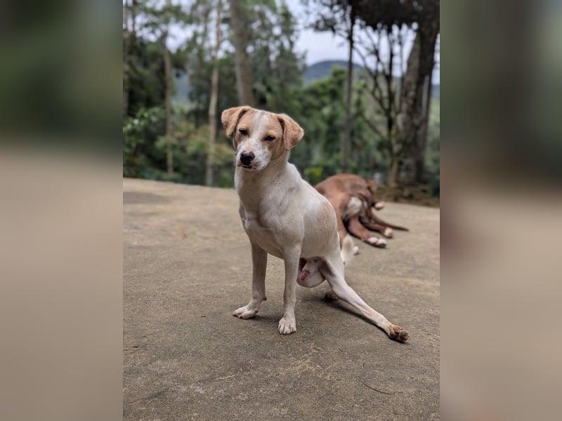 Whitey - der unverwüstliche Dussel! 