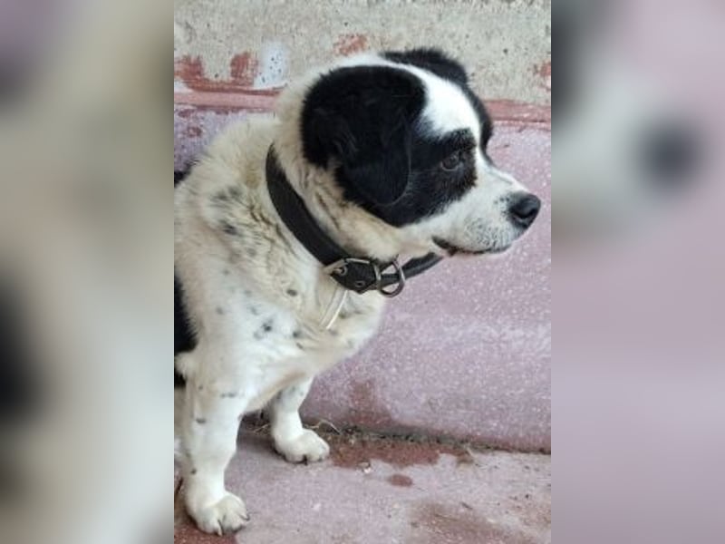 Kleiner Jack: Senior sucht Altersruheplatz